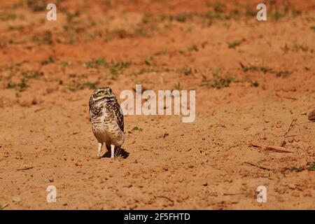 Grabende Eule, Athene cunicularia, die in ihrer Höhle im Pantanal sitzt, kann die kleine, langbeinige Eule in Grasland, Rangeland, Landwirtschaft gefunden werden Stockfoto