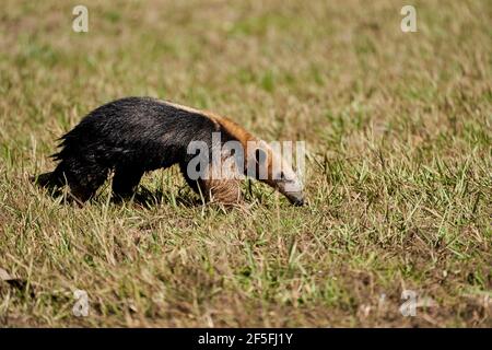 Der südliche Tamandua, Tamandua tetradactyla, auch Anteater oder kleiner Ameisenbär, ist eine Art von Ameisenbären aus Südamerika, die auf einer Wiese auf Nahrungssuche gehen Stockfoto