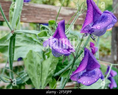 Eine Gruppe von leuchtend violetten, süßen Erbsenblüten, nass von Regentropfen und umgeben von grünem Laub, die im Sommer ein rustikales Holzgitter aufwachsen. Stockfoto