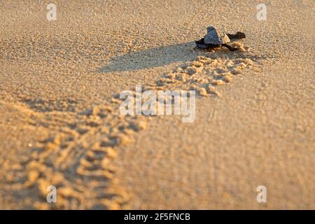 Olive ridley Meeresschildkröte / Pacific ridley Meeresschildkröte (Lepidochelys olivacea) Baby brütet am Sandstrand und huscht zum Meerwasser Des Pazifischen O Stockfoto