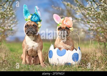 Französische Bulldogge Hunde mit osterhase Kostüm Ohren sitzen in Riesenei auf Wiese mit Kirschblütenbäumen Stockfoto