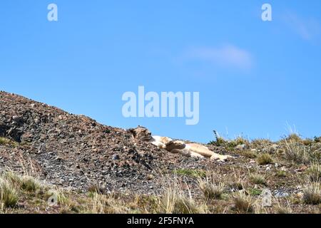 Puma concolor, Cougar oder Berglöwe ist eine große Wildkatze der Unterfamilie Felinae. Liegt auf einem Kamm der andenberge in Torres del Paine natio Stockfoto