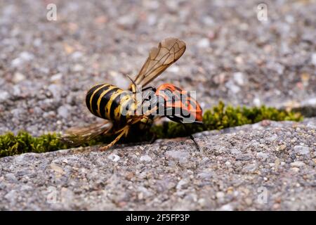 Vespula germanica, Europäische Wespe, Deutsche Wespe oder Deutsche Gelbweste füttert an Pyrrhocoris apterus, Feuerwanzen, rote Feuerwanzen, Linden, sap saugen, re Stockfoto