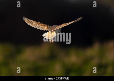 Scheune Owl-Tyto alba schwebt über Beute. Stockfoto