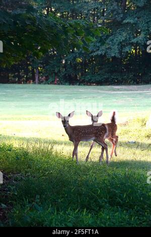 Zwei Weißschwanzhirse draußen im Gras starren in die Kamera Stockfoto