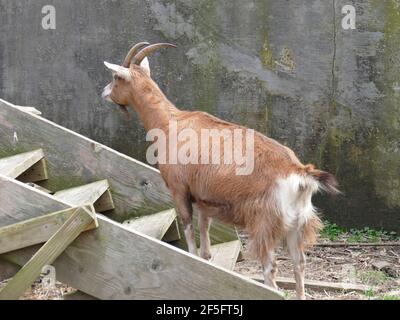 Braune Ziege mit Hörnern und Hufen auf den Stufen Stockfoto