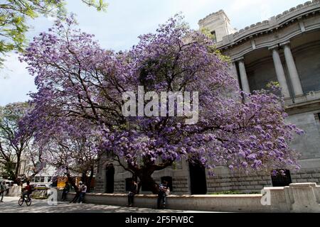 Mexiko-Stadt, Mexiko. März 2021, 25th. Jacaranda Bäume mit ihren lila Blumen schmücken Palast der Schönen Künste (Palacio de Bellas Artes). Der japanische Gärtner Tatsugoro Matsumoto brachte den Jacaranda-Baum in den Jahren 1920s und 1930s für seine Gartenbauprojekte in Mexiko von Brasilien nach Mexiko. Am 25. März 2021 in Mexiko-Stadt, Mexiko, (Foto: Eyepix/Sipa USA) Quelle: SIPA USA/Alamy Live News Stockfoto