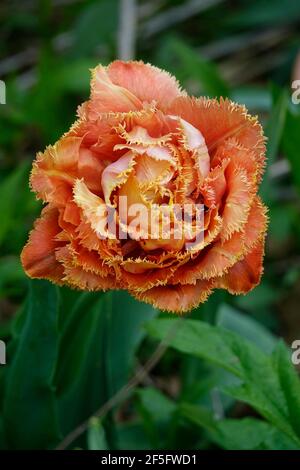 Eine Papageienblüte in Pfirsich-Farbe mit Fransen-Blütenblättern Stockfoto