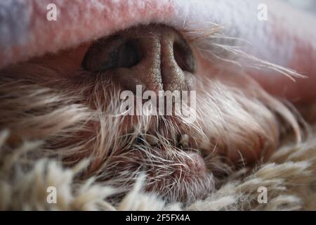 Nahaufnahme eines schlafenden Hundes Stockfoto