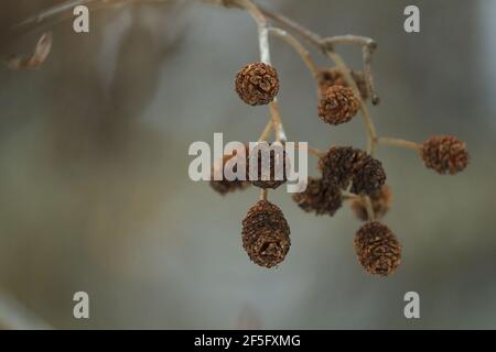 Ein Zweig mit trockenen braunen Erlenzapfen, von Vögeln gebräunt, Nahaufnahme auf graublauem Hintergrund an einem Frühlingstag im Freien. Stockfoto