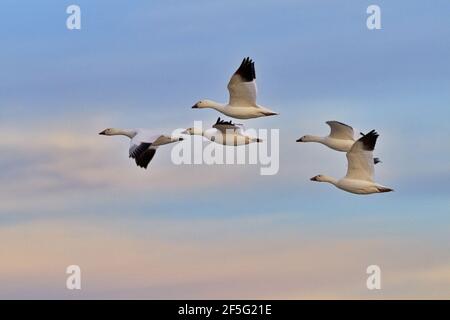 Fünf Schneegänse mit offenen, schwarz getippten Flügeln im Flug über seidenweiße Wolken und blauen Himmel in New Mexico im amerikanischen Südwesten. Stockfoto