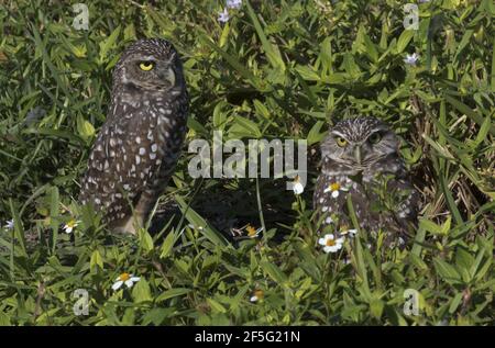 Verpaart Paar Florida Burrowing Eulen im Bau mit Gänseblümchen Blumen im Gras bei Cape Coral. Stadt, die seine offizielle Stadt Vogel schützt Stockfoto