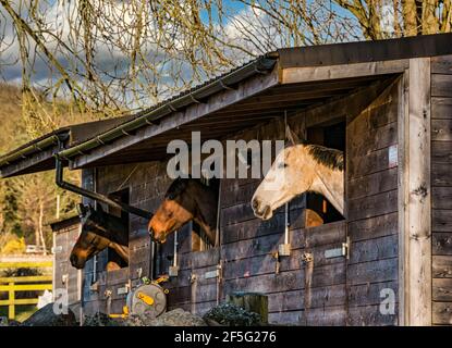 Drei Pferde im Stall, die ihre Köpfe ausstossen, East Lothian, Schottland, Großbritannien Stockfoto