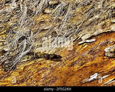 Old Tree Trunk in Yellow - Nahaufnahme eines bunten Baumstamms, aufgenommen auf der Insel Hawaii. Dieses Foto wurde digital geändert. Stockfoto