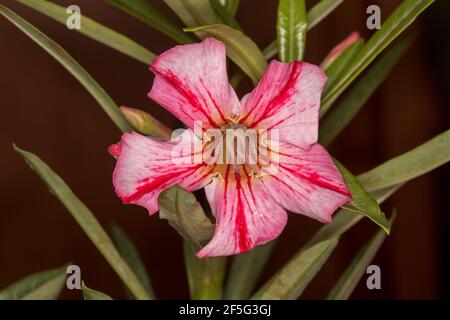 Ungewöhnliche rote und rosa gestreifte Blume und grüne Blätter von Adenium obesum, afrikanische Wüstenrose, vor schwarzem Hintergrund Stockfoto