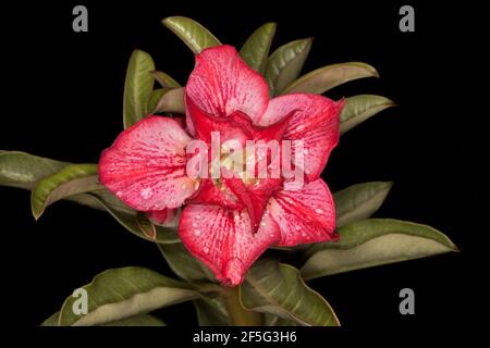 Atemberaubende gesprenkelte rote, rosa und weiße Doppelblume und grüne Blätter von Adenium obesum, afrikanische Wüstenrose, vor schwarzem Hintergrund Stockfoto