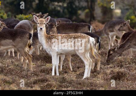 Damhirsch (Dama dama). Eine Damenkinder (Doe) mit einem menil-Mantel, der wild im New Forest, Großbritannien, herumstreift. Stockfoto