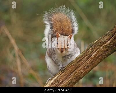 Grauhörnchen / Ostgrauhörnchen (Sciurus carolinensis) Mit ausgeprägtem schwarz-umrandeten braunen Fleck auf Schwanz auf Ast thront - Cumbria, England, Vereinigtes Königreich Stockfoto