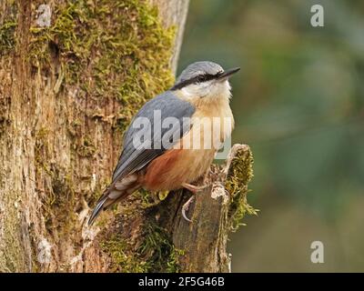 Schöner eurasischer Knuttenratch oder Wood Nuthatch (Sitta europaea) mit scharfem Schnabel und gutem Federdetail, der auf einem Baumstumpf in Cumbria, England, liegt Stockfoto