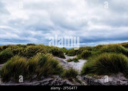 Tussockgras Poa flabellata, wächst auf Sanddünen am Strand auf Sea Lion Island, Falkland Islands, Südatlantischer Ozean Stockfoto