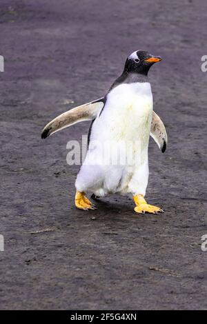 Wilder, erwachsener Gentoo Penguin, Pygoscellis papua, Wandern, Seelöweninsel auf den Falklandinseln, Südatlantik Stockfoto