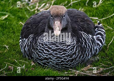 Vorderansicht einer weiblichen Kelp Goose, Chloephaga hybrida malvinarum, sitzend, Seelöweninsel, auf den Falklandinseln, Südatlantik Stockfoto