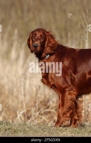 Schöner Vollblut brauner Hund auf der Flucht, irischer Setter Stockfoto