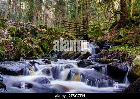 Bach, der durch friedliche Wälder fließt Stockfoto