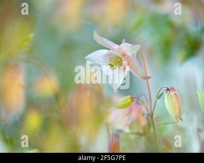 Nahaufnahme von rosa-weißen Aquilegia vulgaris oder Kolumbinenblüten mit Knospen, umgeben von wunderschönen verschwommenen Pastelltönen im Hintergrund. Stockfoto