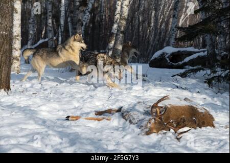 Packung Grauer Wölfe (Canis Lupus) Laufen Sie bis White-Tail Deer Carcass Winter - Captive Tiere Stockfoto