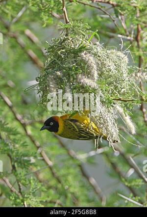 Kleiner maskierter Weber (Ploceus intermedius intermedius) erwachsenes Männchen, das vom Nest Tsavo West NP, Kenia hängt November Stockfoto