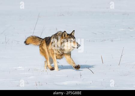Grauer Wolf (Canis lupus) Schaut beim Laufen direkt im Feld Winter - gefangen Tier Stockfoto