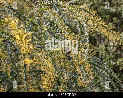 Gebogene verzweigte Stiele mit Blüten von Acacia pravissima Stockfoto