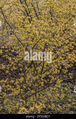 Cornus officinalis Strauch in voller Blüte im Frühling Stockfoto