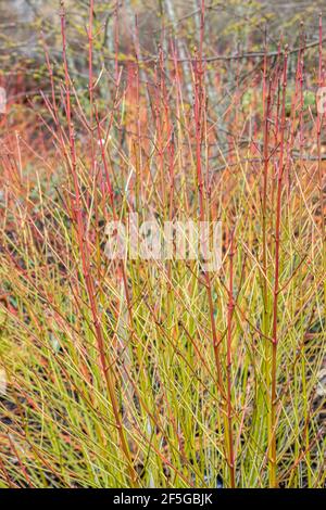 Helle Stängel von Cornus sanguinea Green Light im Winter Stockfoto