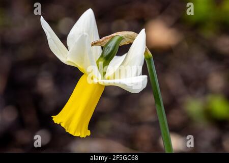 Nahaufnahme der Masse der einzelnen Narcissus Trena Blume im Frühjahr Stockfoto