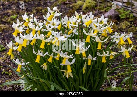 Nahaufnahme der Masse von Narcissus Trena in der Frühlingsgrenze Stockfoto