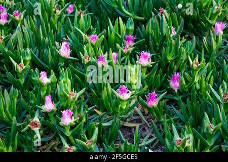 Grüner Carpobrotus blüht im Frühjahr an der mittelmeerküste in Antalya Türkei mit rosa Blüten. Stockfoto