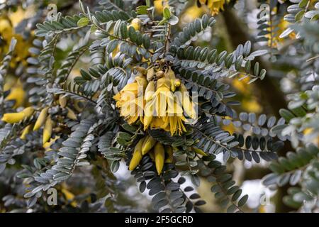 Nahaufnahme leuchtend gelb Sophora Sun King im Frühjahr mit Schöner Hintergrund Stockfoto