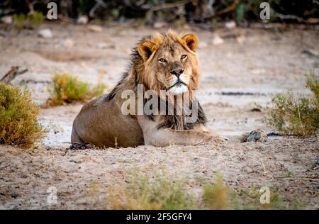 Ein schwarzer Mähnenlöwe im kalahari Stockfoto