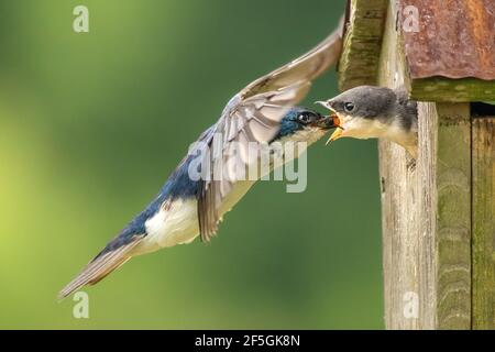 Ein männlicher Baumschwalbe bringt ein kleines Insekt zu seinem Nestling. Stockfoto