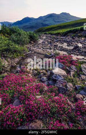 Zwergfeuerkraut, Chamaenerion latifolium, blühend entlang des Flusses in der arktischen Tundra von Gates of the Arctic National Park, Brooks Range, Alaska, USA Stockfoto