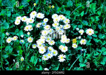 Gänseblümchen, die auf dem Rasen im Stadtpark blühen Im Sommer Stockfoto