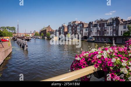 Schöner Kanal in Leiden, Niederlande. Blick von einer Brücke mit Petunia Blumen Stockfoto