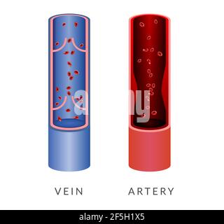 Vene und Arteria Illustration als EPS-Datei Stock Vektor