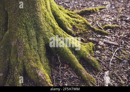 Wurzeln eines Baumes bedeckt mit grünem Moos, Natur Hintergrund. Stockfoto