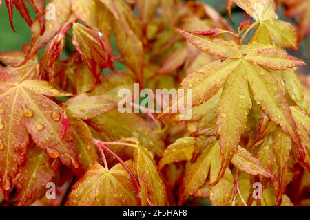 Acer palmatum ‘Katsura’ japanischer Ahorn Katsura – gelb-orange Blätter mit gezackten roten Rändern, März, England, Großbritannien Stockfoto