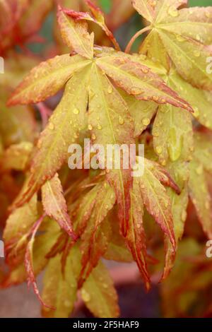 Acer palmatum ‘Katsura’ japanischer Ahorn Katsura – gelb-orange Blätter mit gezackten roten Rändern, März, England, Großbritannien Stockfoto