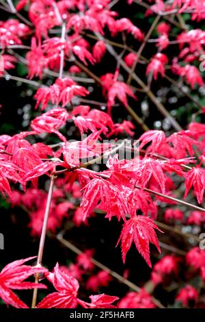 Acer palmatum ‘Beni-maiko’ japanischer Ahorn Beni-maiko – kleine leuchtend rote gezackte fünflappige Blätter, März, England, Großbritannien Stockfoto