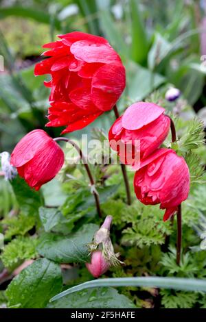 Anemone coronaria ‘der Gouverneur Poppy Anemone der Gouverneur – Regentropfen auf doppelt scharlachrote Blüten auf grünen Stielen, März, England, Großbritannien Stockfoto